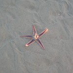 Live Starfish in shallow water on sandy beach.