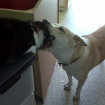 Baxter eating cat.