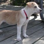 Baxter as puppy at beach.